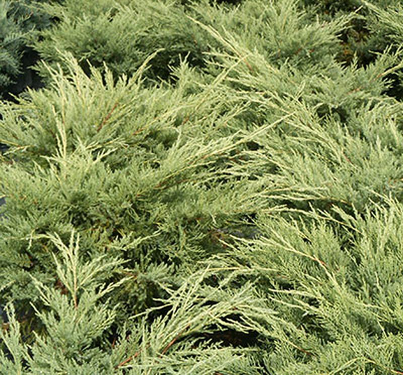 Ardıç Altuni Çin Ardıcı Juniperus-chinensis-Pfitze-Aurea