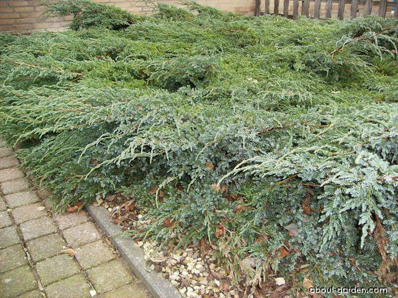 Ardıç yayılıcı juniperus-horizontalis