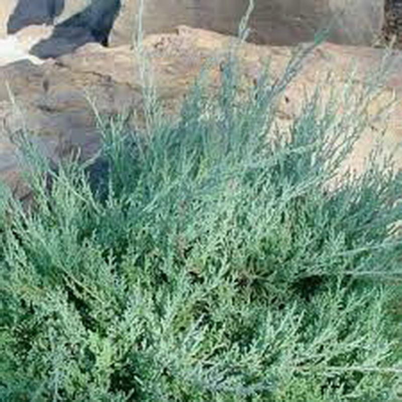 Ardıç Çin Ardıcı Juniperus-chinensis-Pfitzeriana