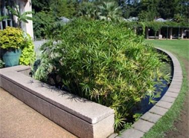 cyperus-alternifolius-japon-semsiyesi