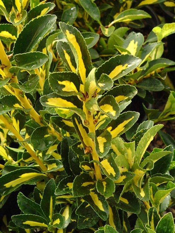 taflan_Alacalı Euonymus japonica aurea variegata