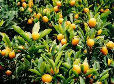 kumquat