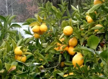 limon-agaci
