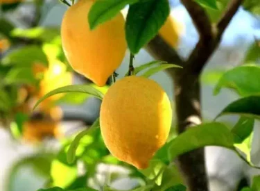 limon_2