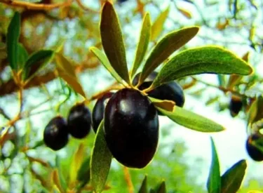 zeytin
