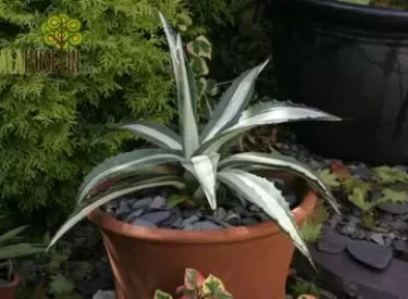 Agave-americana-mediopicta-