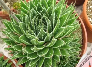Aloe-aristata