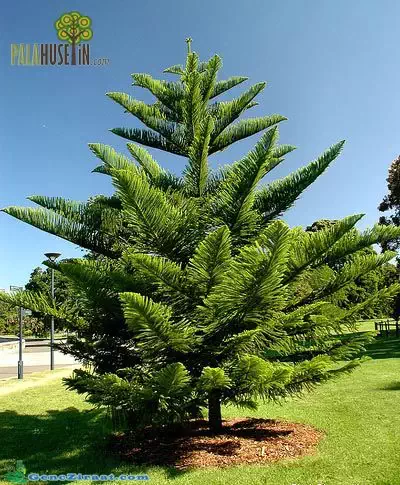 Araucaria-excelsa