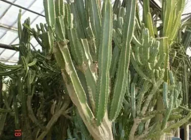 Cereus-Peruvianus