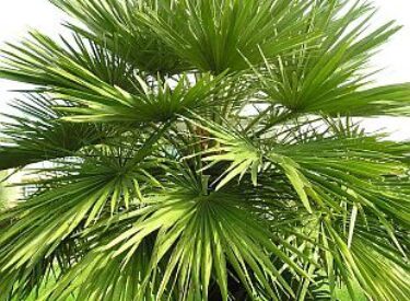 Chamaerops-humilis