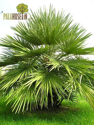 Chamaerops-humilis