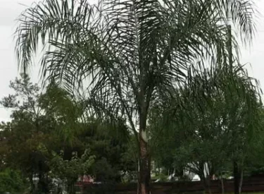 Cocos-plumosa