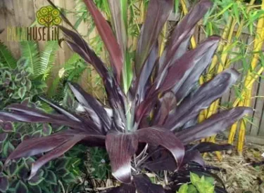 Cordyline
