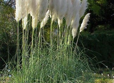 Cortaderiana-sellowiana