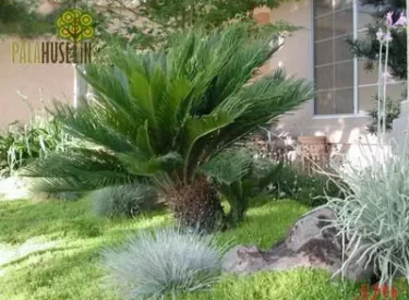 Cycas-revoluta