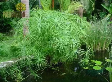 Cyperus-papirus