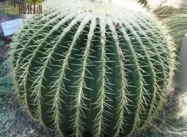 Echinocactus_grusonii