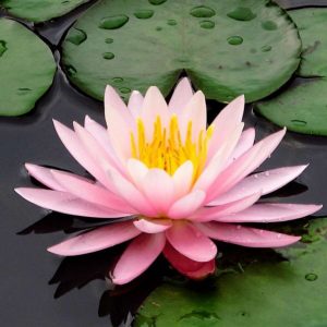 Nymphaea-sp-300x300