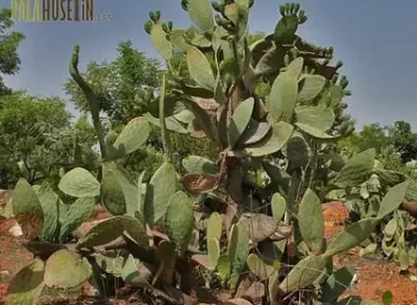Opuntia_ficus-indica