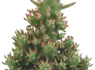 Opuntia_subulata