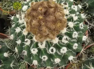 Parodia-vorwerkiana