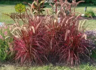 Penisettum-setacum-rubrum
