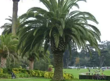 Phoenix-canariensis