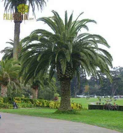 Phoenix-canariensis