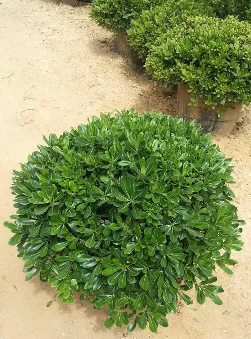 Pittosporum-Bodur-Pittosporum-tobira-Nana