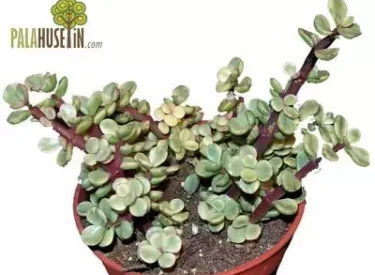 Portulacaria-afra
