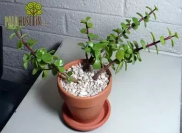 Portulacaria-afra2