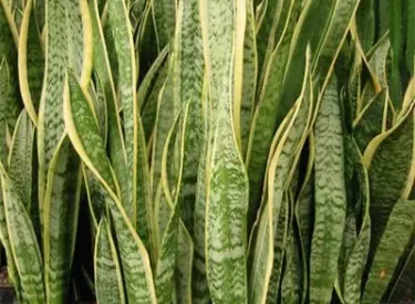 Sansevieria-trifasciata