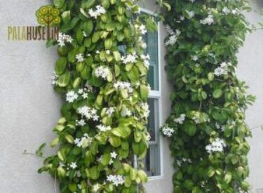 Stephanotis-floribunda-300x225