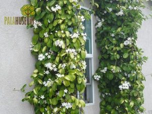 Stephanotis-floribunda-300x225