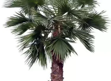 Washingtonia-filifera