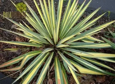 Yucca-flamentosa