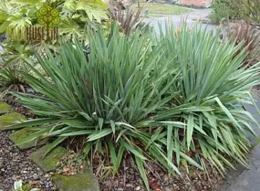 Yucca-sp.