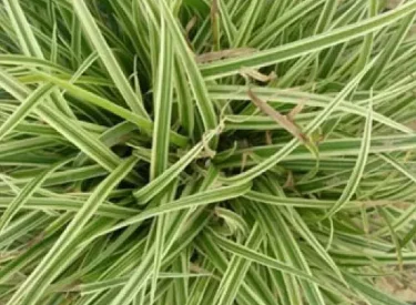 carex-morrowi