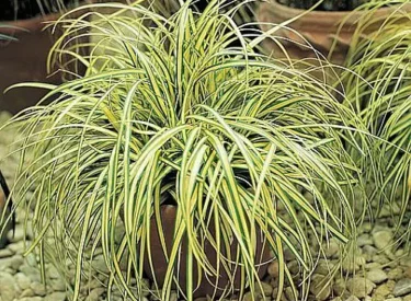 carex-oshimensis