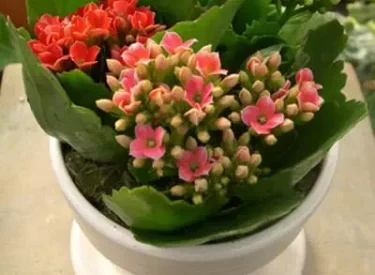 kalanchoe-blossfeldiana