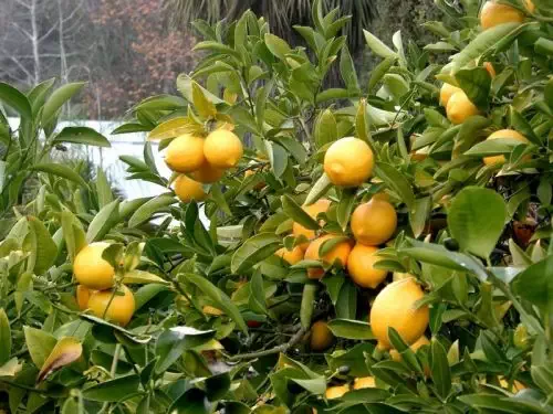 limon-agaci