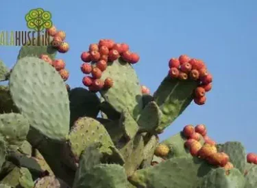 opuntia