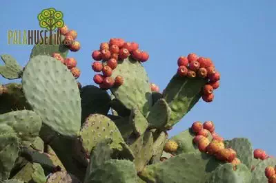 opuntia