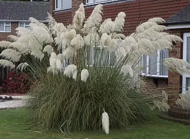 saz-pampas-otu