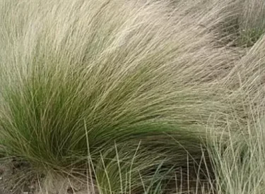 stipa-tenuissima