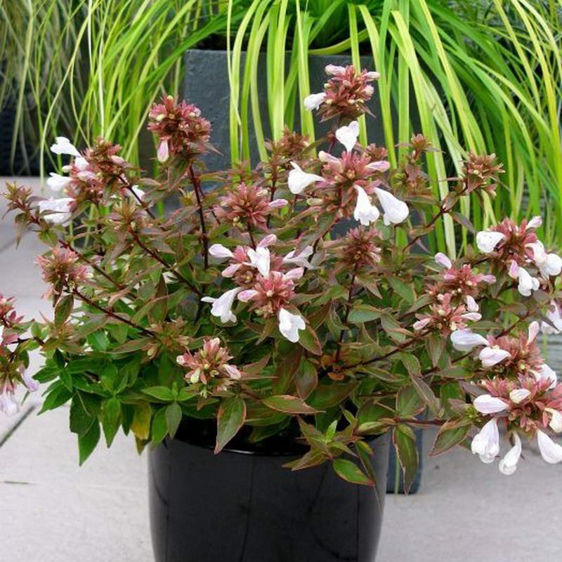 Abelya-Abelia grandiflora