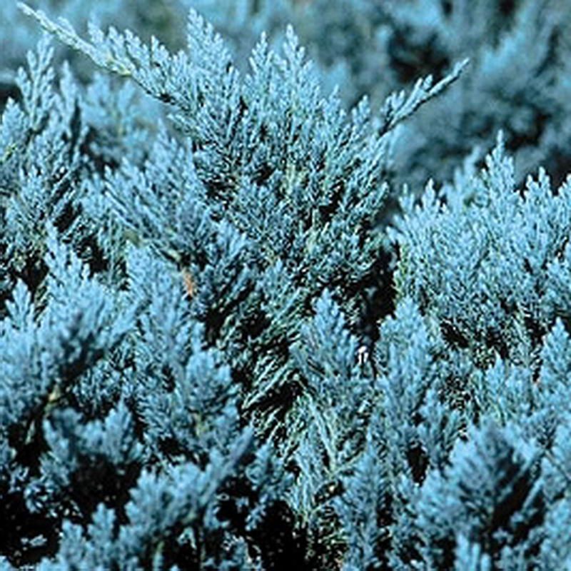 Ardıç Bodur Mavi JuniperusBlueChip2
