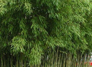 Bambusa-aurea