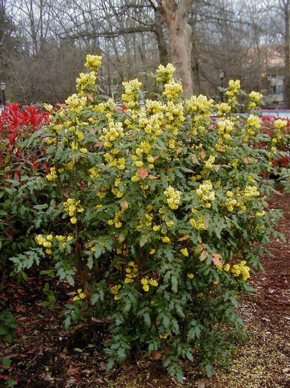 mahonya mahonia aquifolium