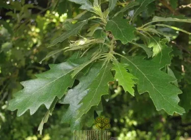 Yaprakli ağaçlar